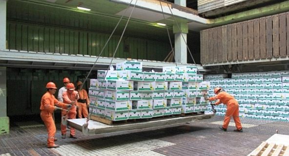 Productores de Tabasco exportan 170,000 cajas de plátano a través del Puerto de Dos Bocas