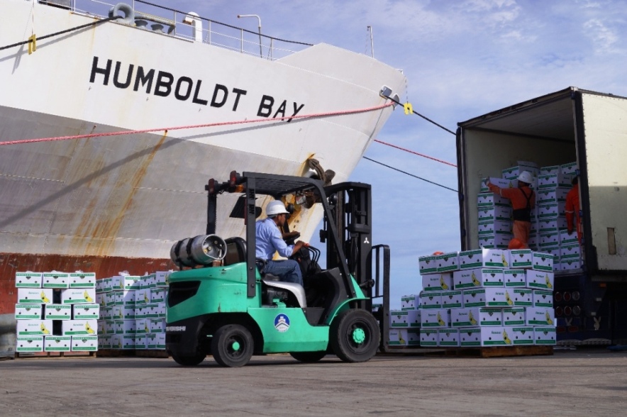 Productores de Tabasco exportan 170,000 cajas de plátano a través del Puerto de Dos Bocas